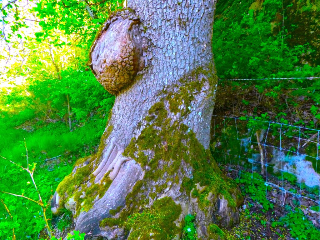 iniskogen En halvdan tanke från Stockholmstrakten Foto